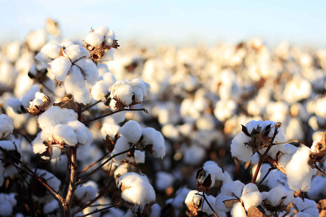 coton bio